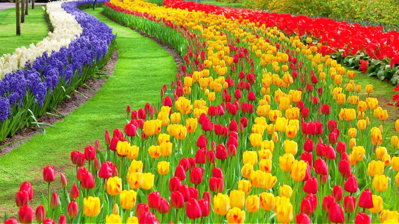 tulip garden srinagar